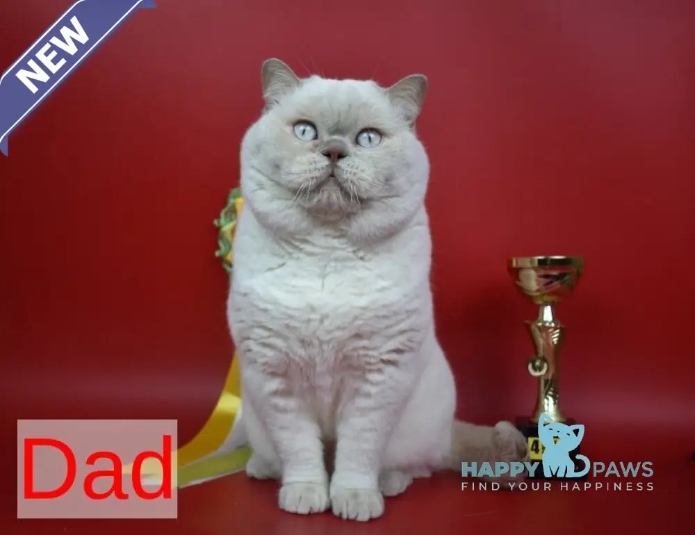 Romca British Longhair male cinnamon live animals