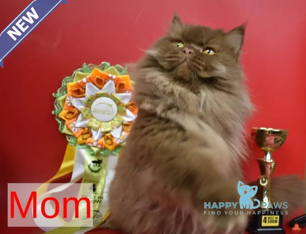 Romca British Longhair male cinnamon live animals