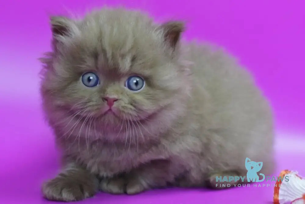 Romca British Longhair male cinnamon live animals