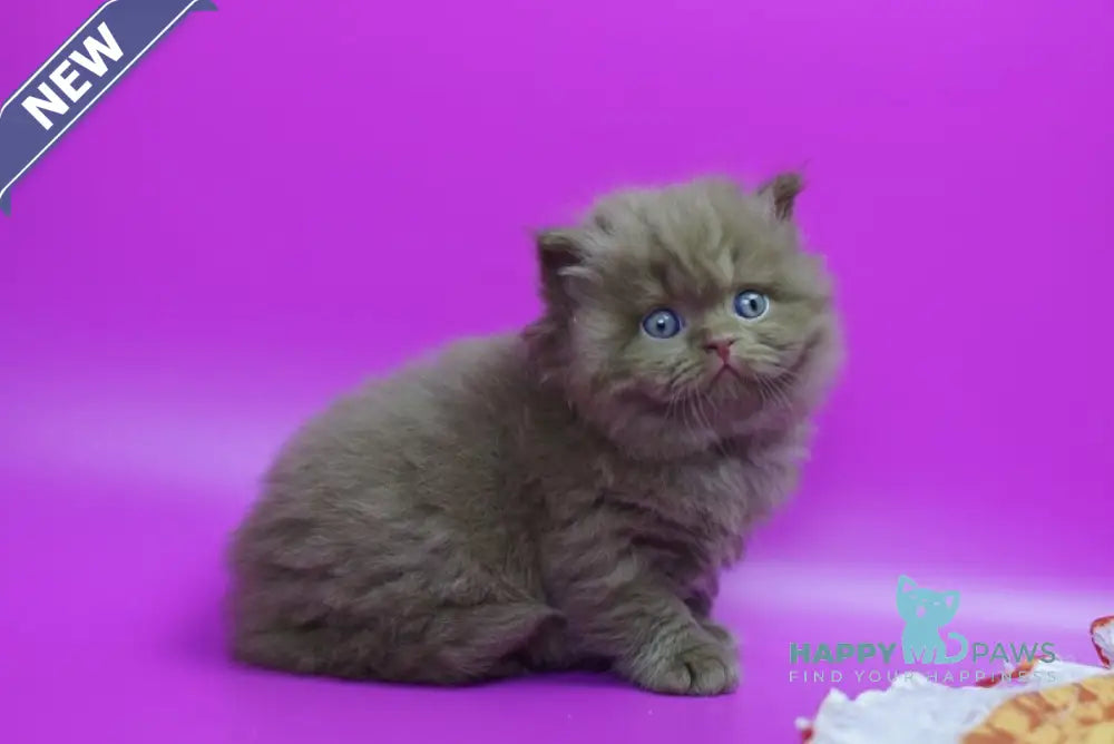 Romca British Longhair male cinnamon live animals