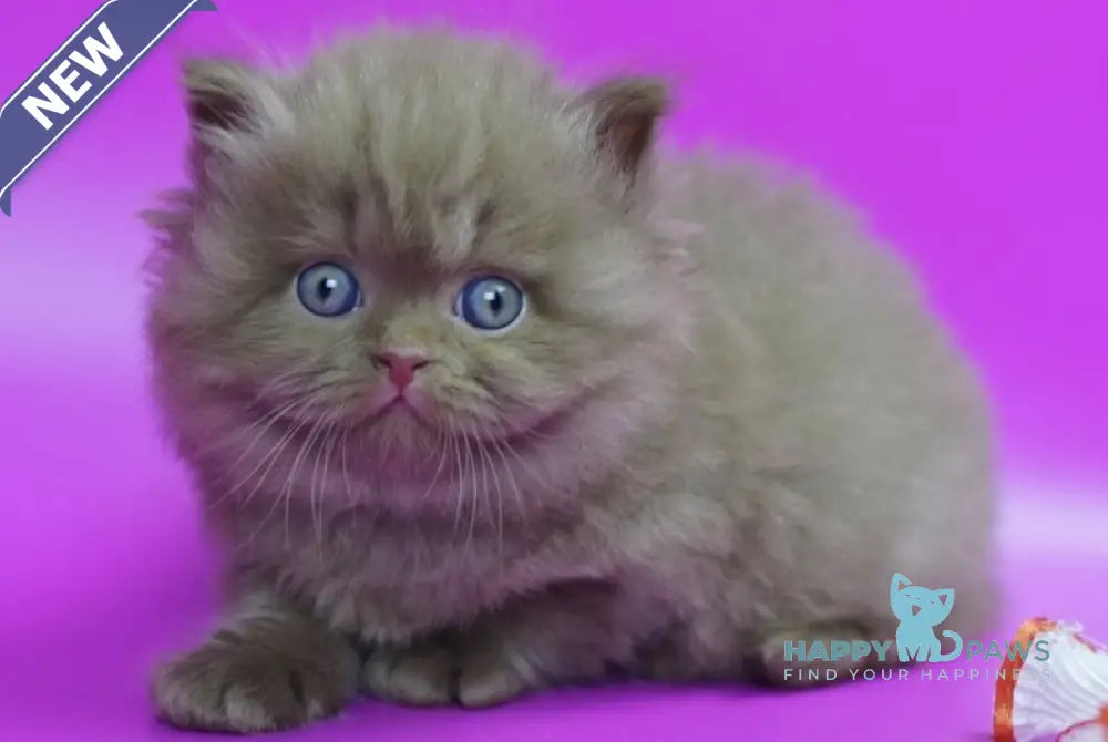 Romca British Longhair male cinnamon live animals