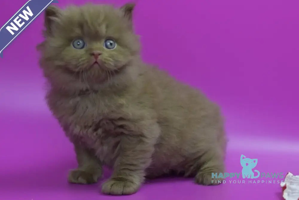 Romca British Longhair male cinnamon live animals
