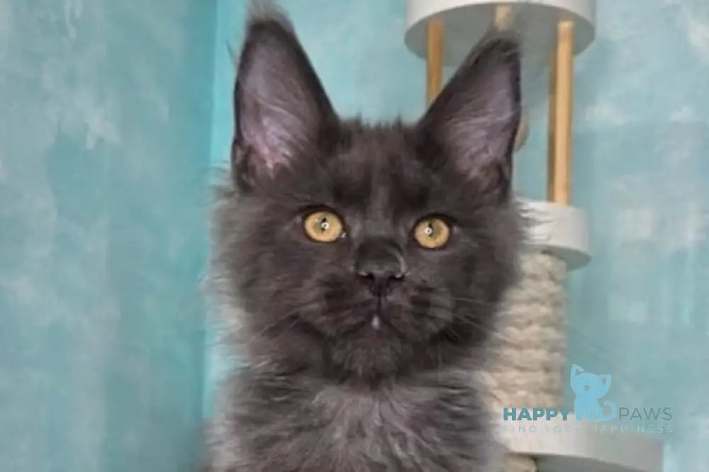 Rome Maine Coon male blue silver live animals