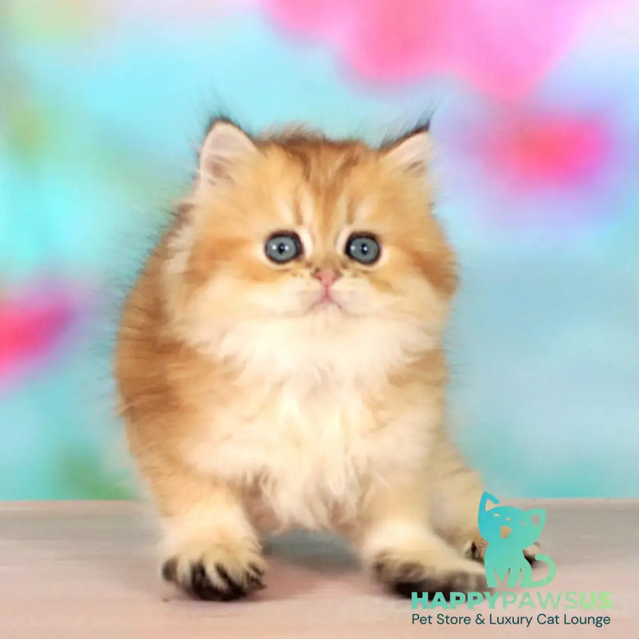 Romeo British Longhair male black golden shaded - live animals