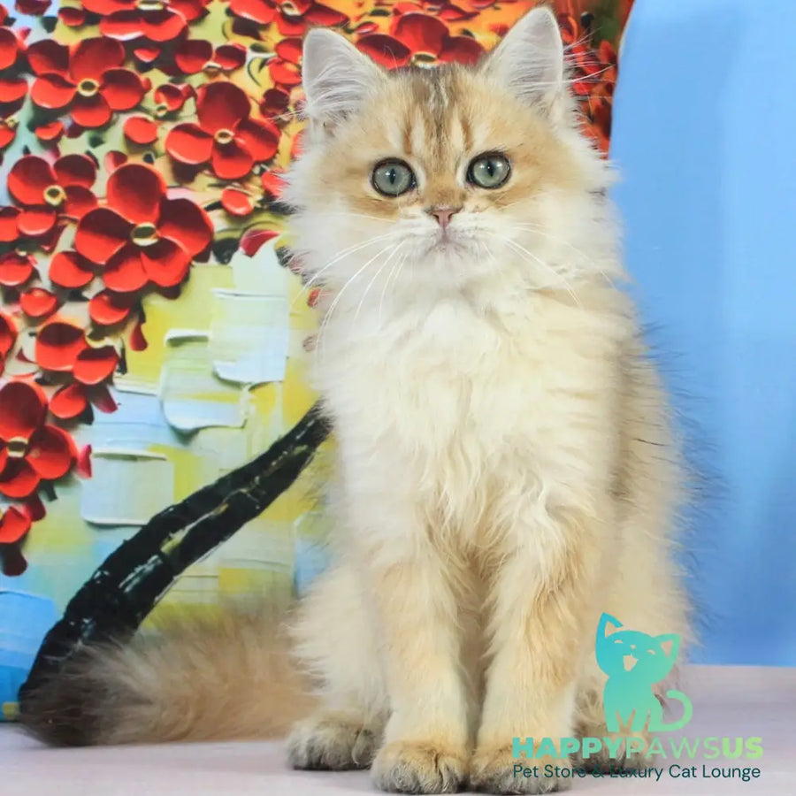 Romeo British Longhair male black golden shaded - live animals