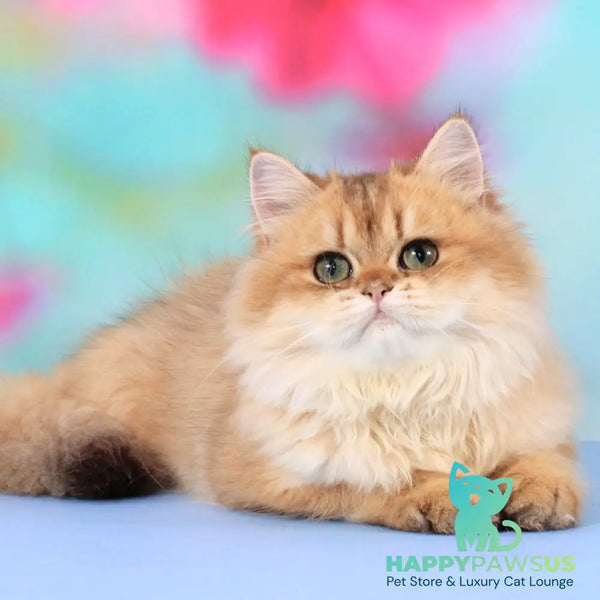 Romeo British Longhair male black golden shaded - live animals