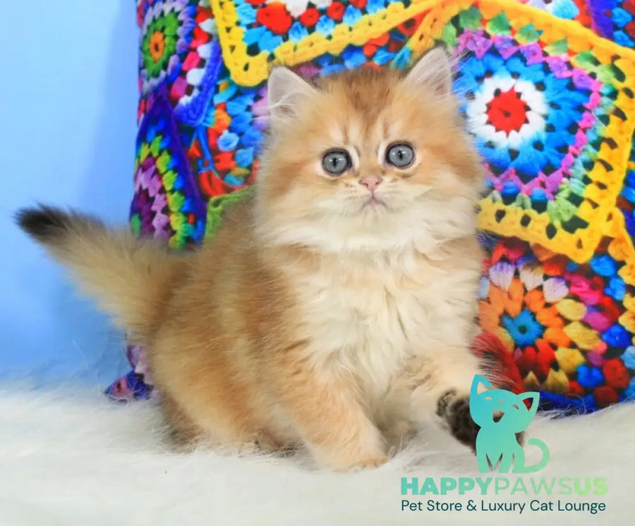 Romeo British Longhair male black golden shaded - live animals