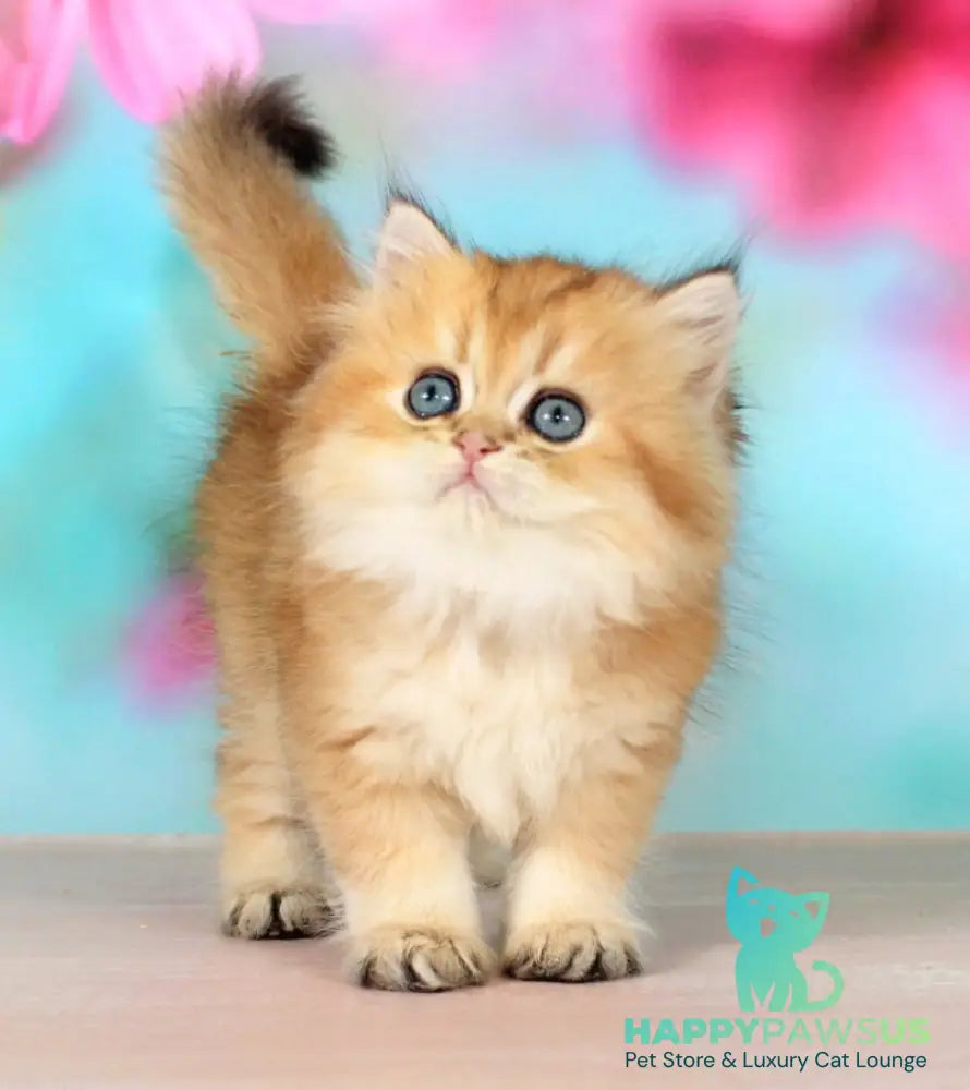 Romeo British Longhair male black golden shaded - live animals