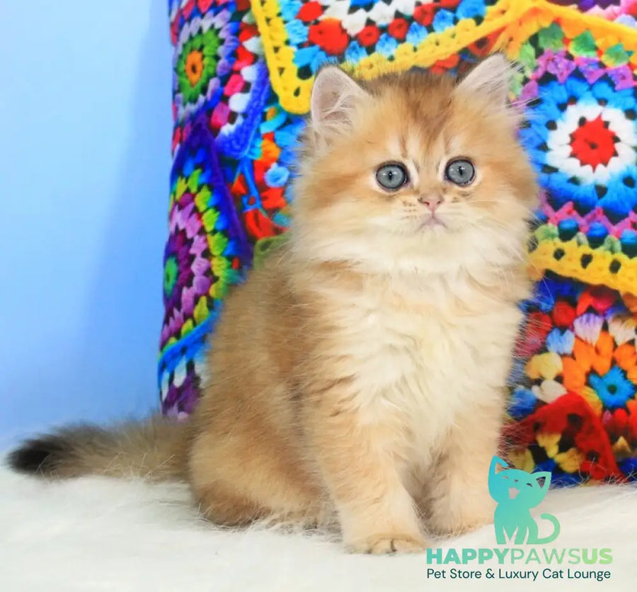 Romeo British Longhair male black golden shaded - live animals