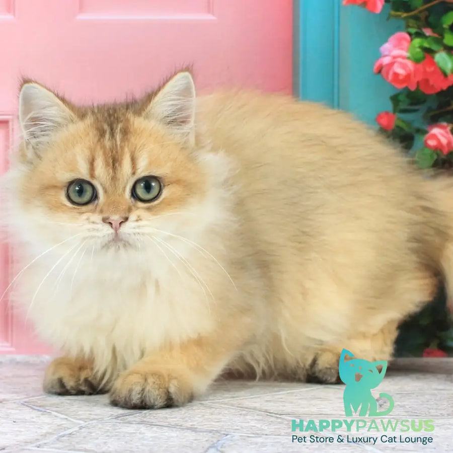 Romeo British Longhair male black golden shaded - live animals