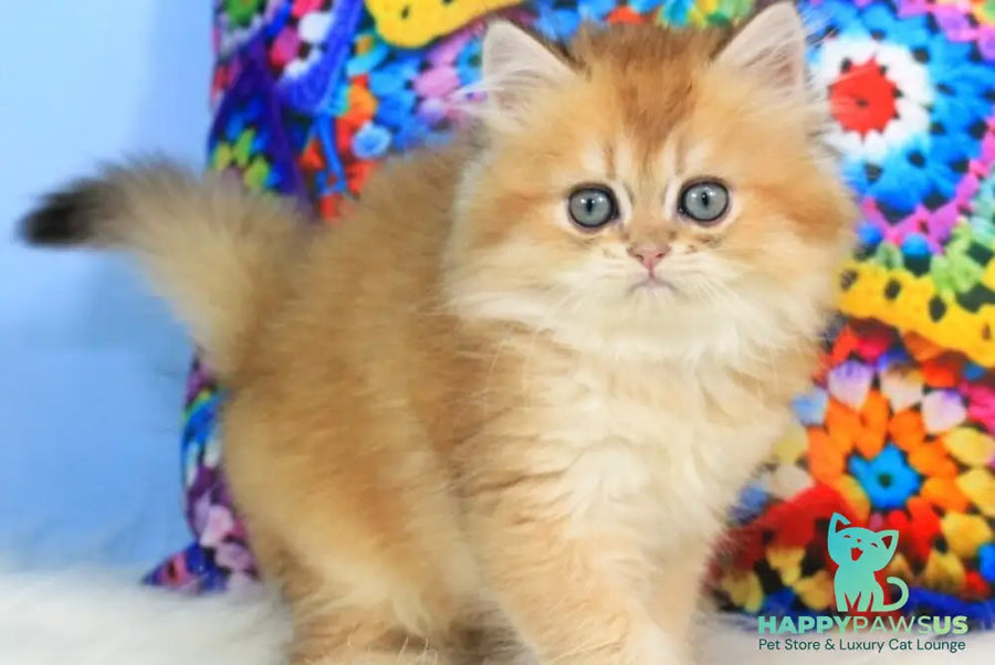 Romeo British Longhair male black golden shaded - live animals