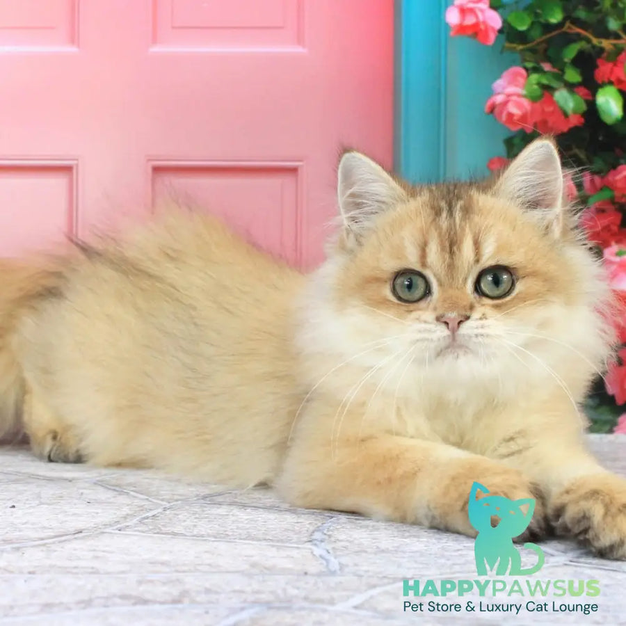 Romeo British Longhair male black golden shaded - live animals