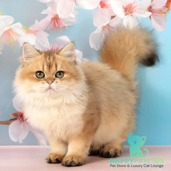 Romeo British Longhair male black golden shaded - live animals