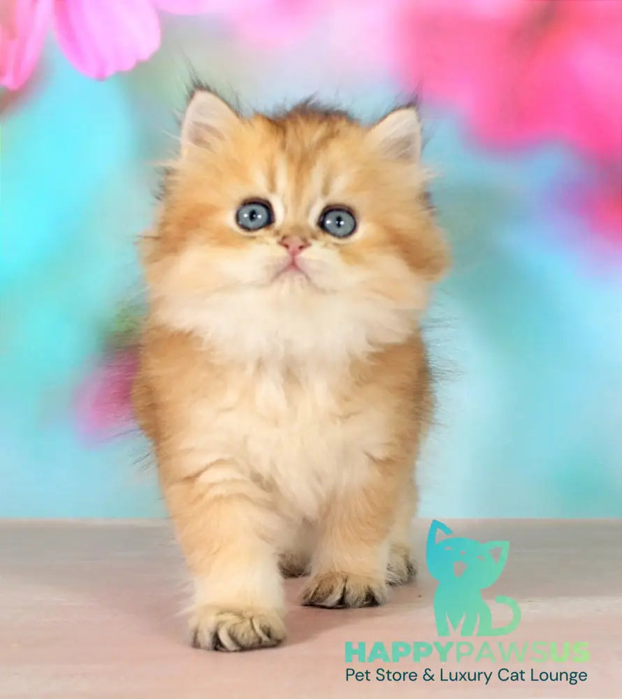 Romeo British Longhair male black golden shaded - live animals