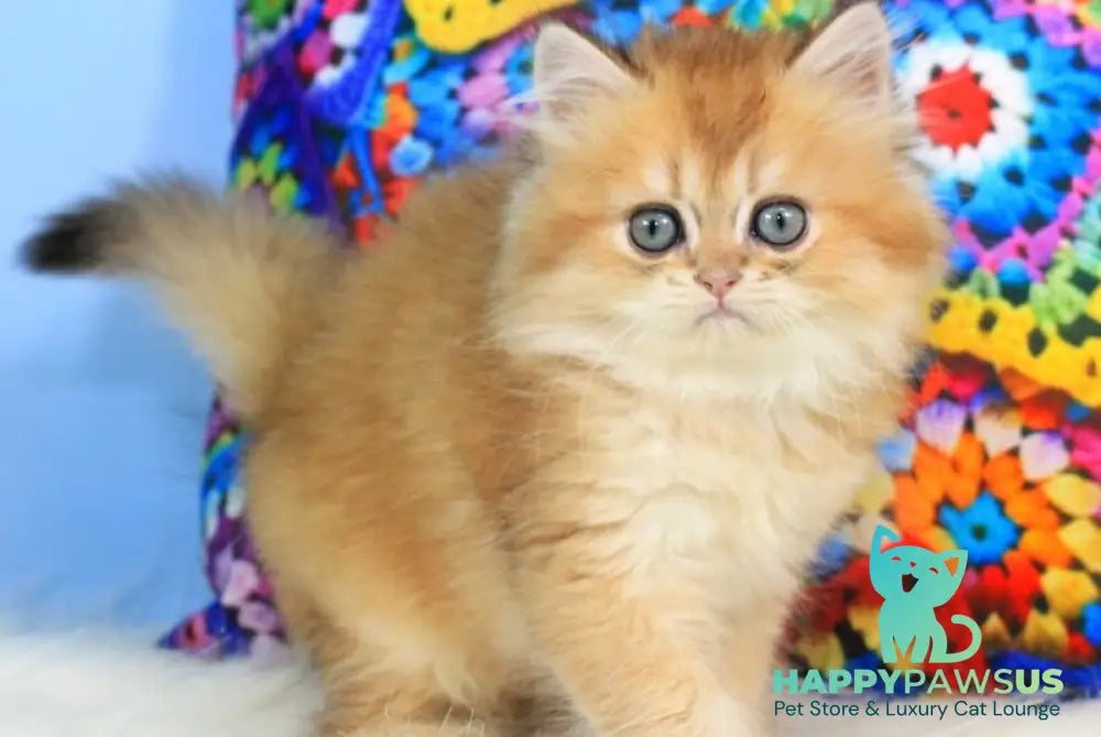Romeo British Longhair male black golden shaded - live animals
