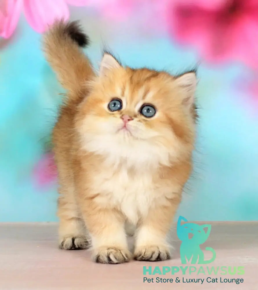 Romeo British Longhair male black golden shaded - live animals