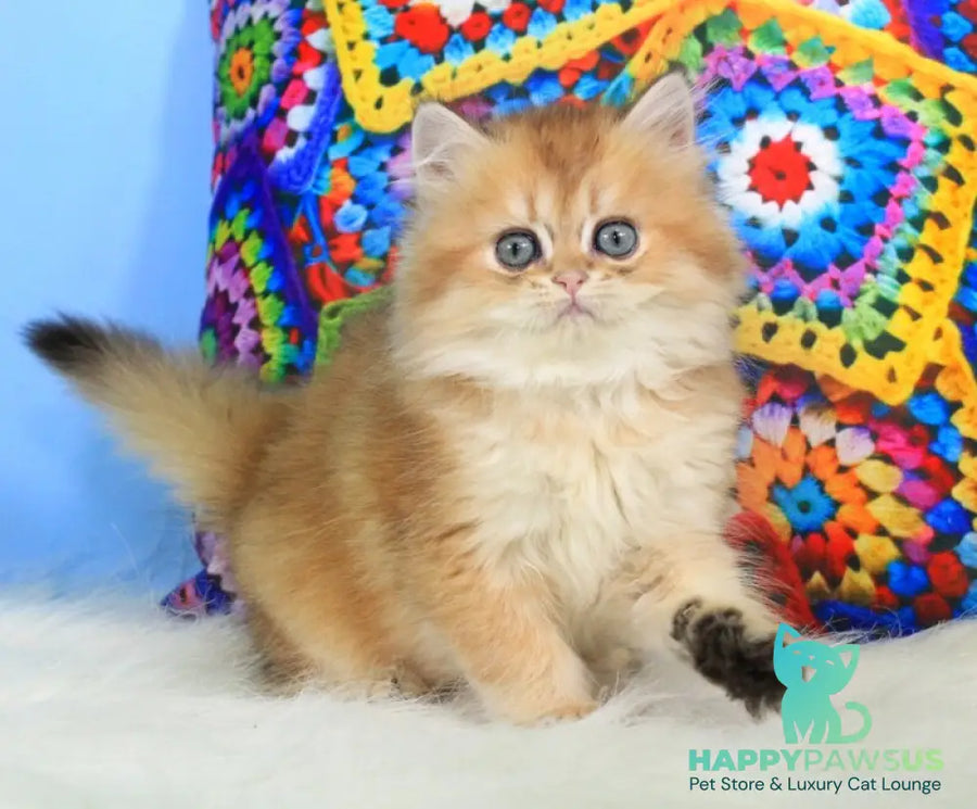 Romeo British Longhair male black golden shaded - live animals