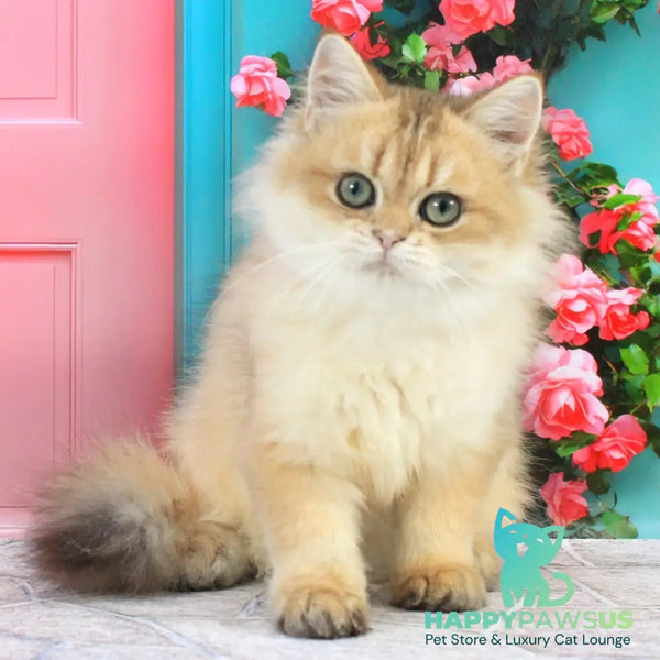 Romeo British Longhair male black golden shaded - live animals