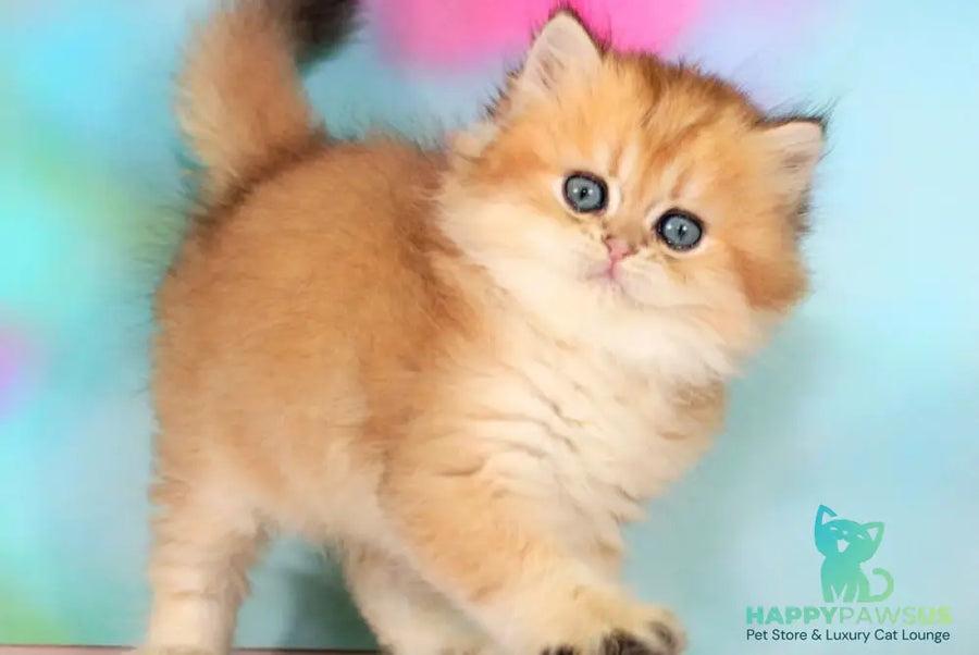 Romeo British Longhair male black golden shaded - live animals