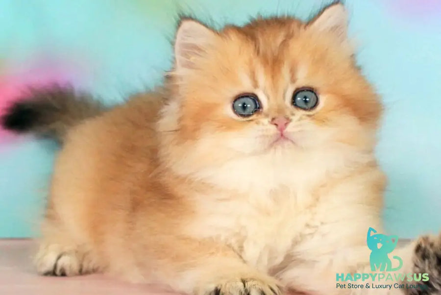 Romeo British Longhair male black golden shaded - live animals