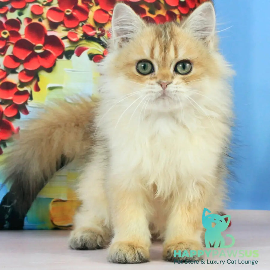 Romeo British Longhair male black golden shaded - live animals