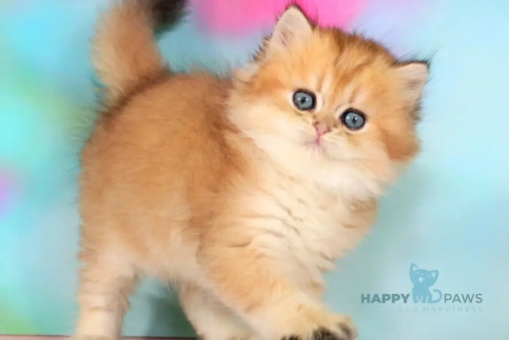 Romeo British Longhair male black golden shaded - live animals