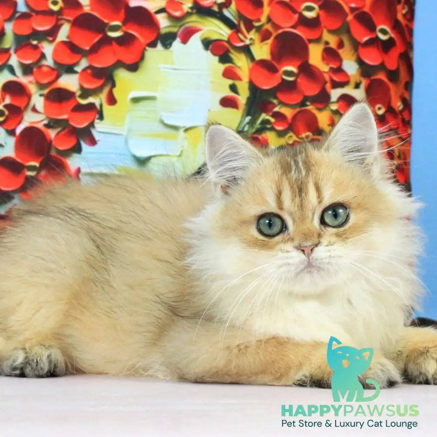 Romeo British Longhair male black golden shaded - live animals