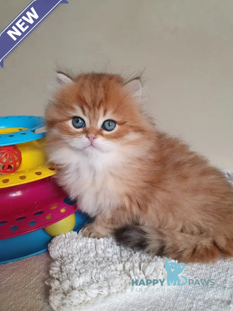 Romeo British Longhair male black golden ticked tabby live animals