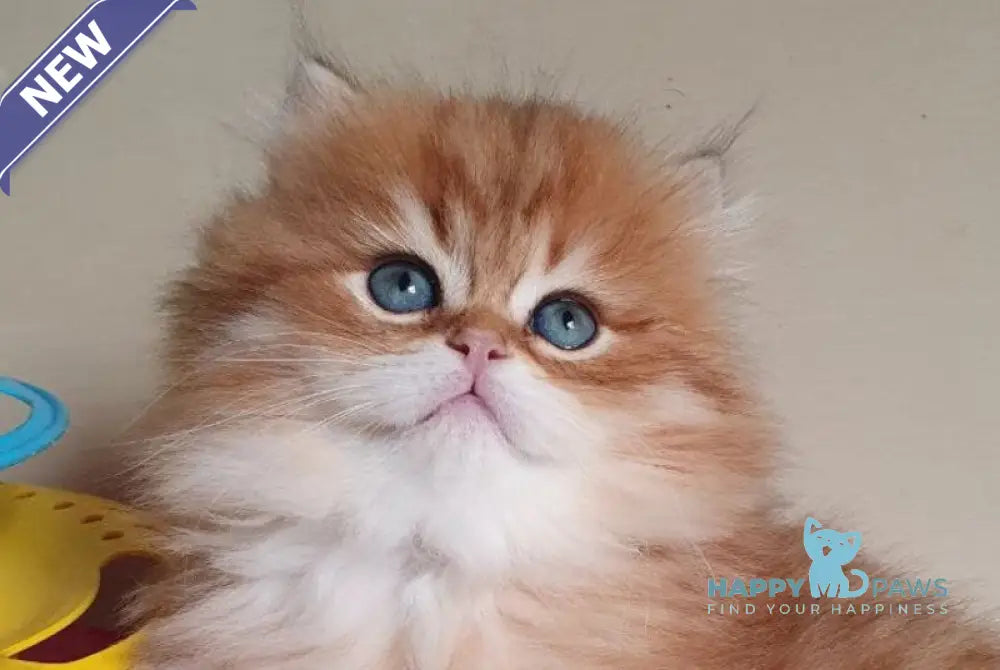 Romeo British Longhair male black golden ticked tabby live animals