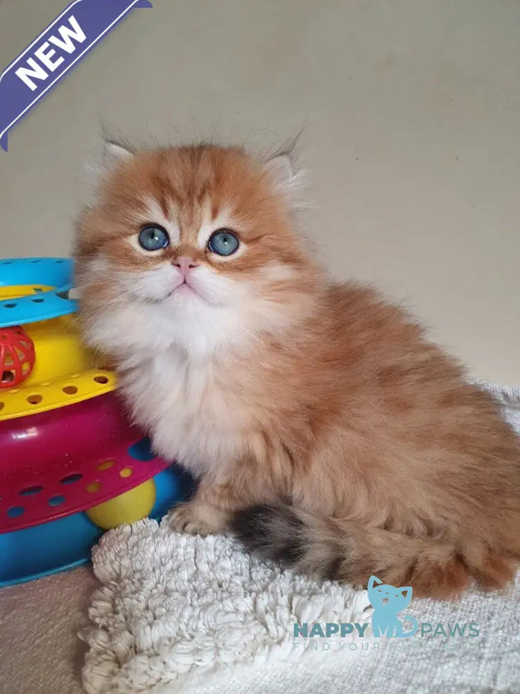 Romeo British Longhair male black golden ticked tabby live animals