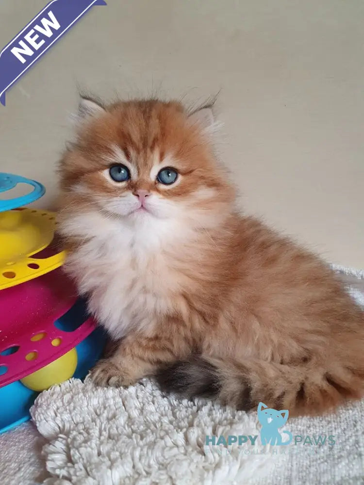 Romeo British Longhair male black golden ticked tabby live animals