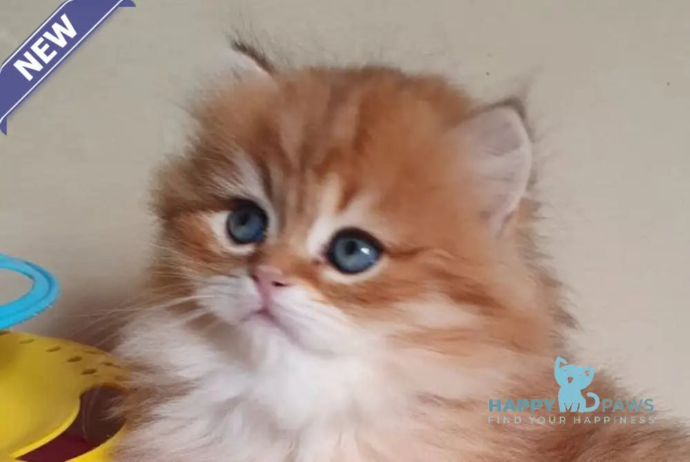 Romeo British Longhair male black golden ticked tabby live animals