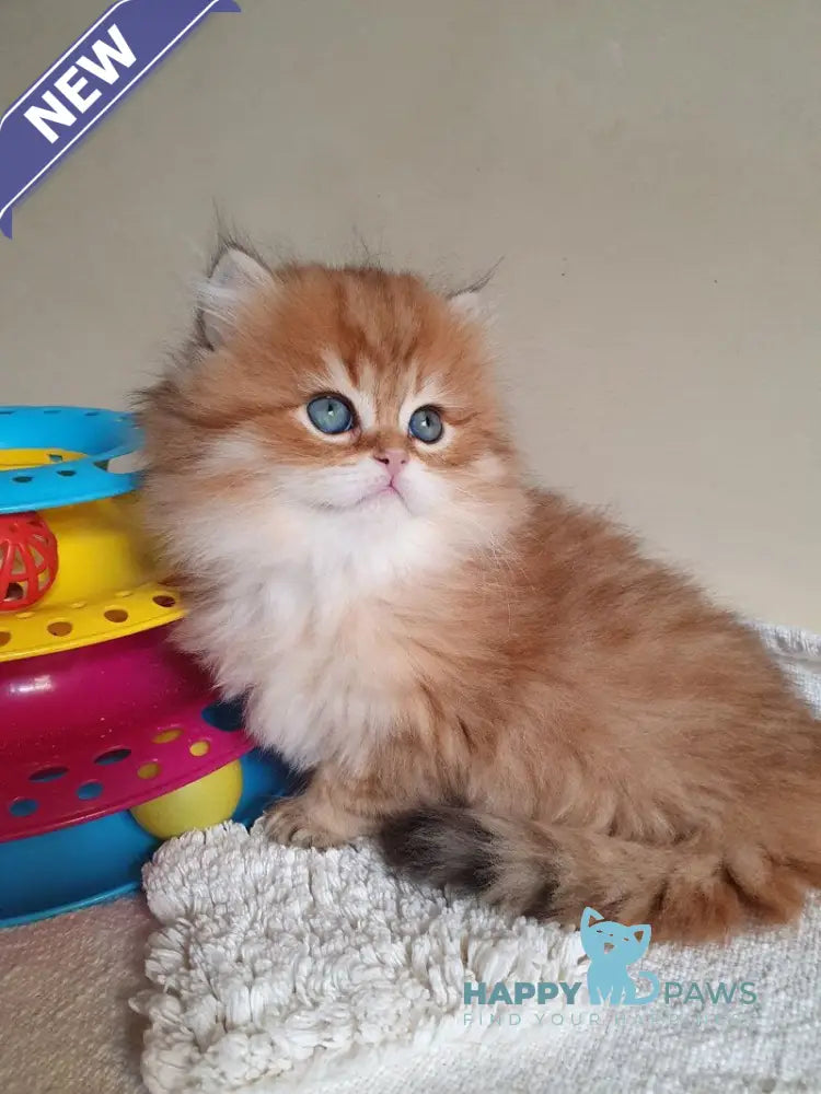 Romeo British Longhair male black golden ticked tabby live animals