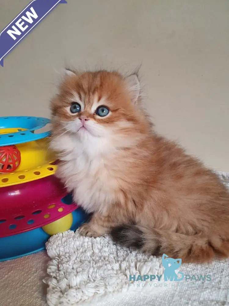 Romeo British Longhair male black golden ticked tabby live animals