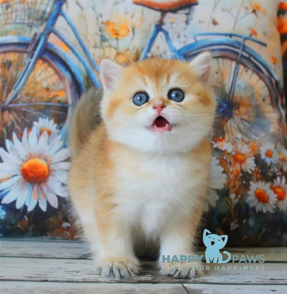 Romeo British Shorthair male black golden shaded live animals