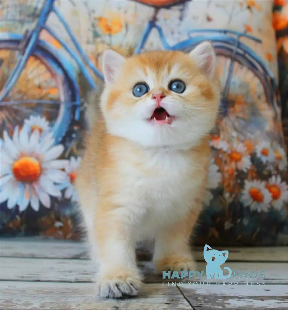 Romeo British Shorthair male black golden shaded live animals