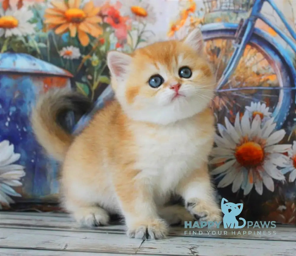 Romeo British Shorthair male black golden shaded live animals