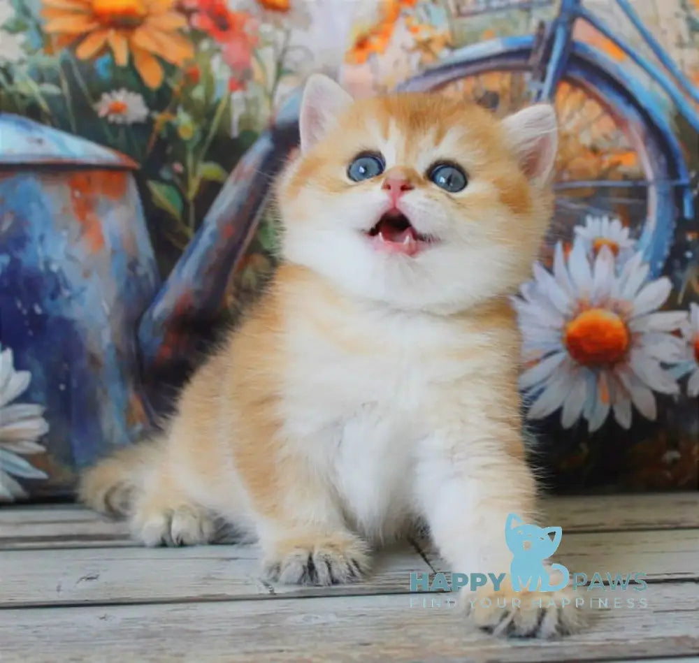 Romeo British Shorthair male black golden shaded live animals