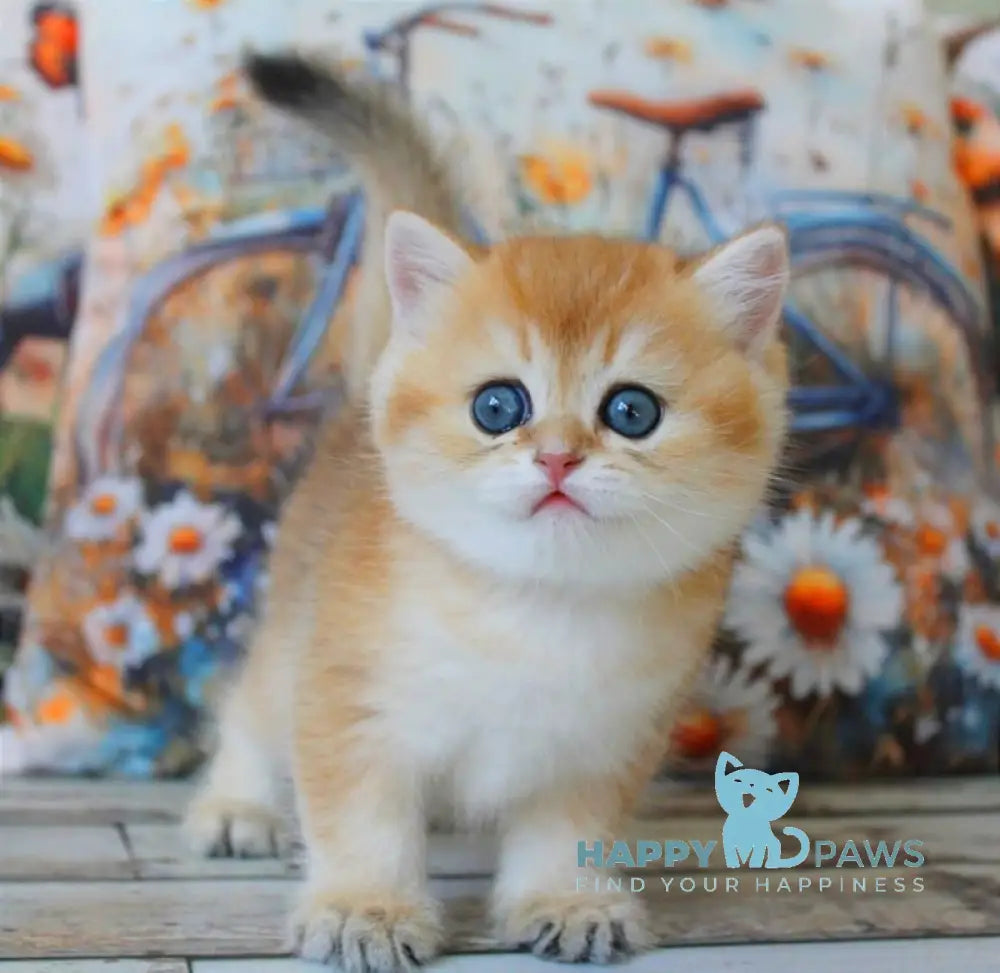 Romeo British Shorthair male black golden shaded live animals