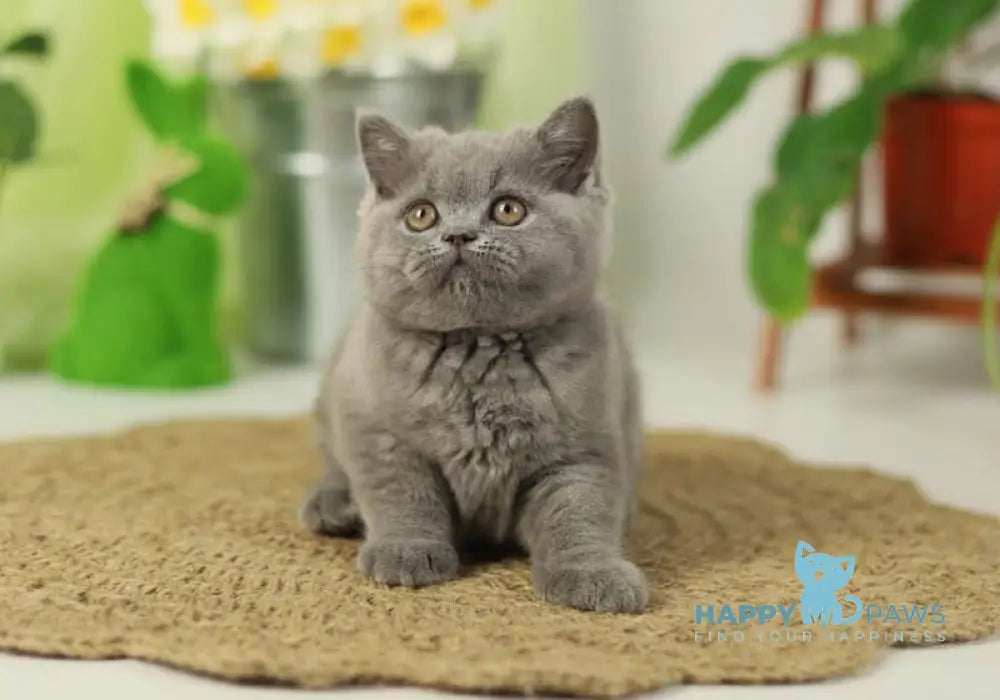 Romeo British Shorthair male blue live animals