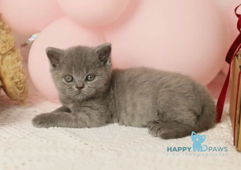 Romeo British Shorthair male blue live animals