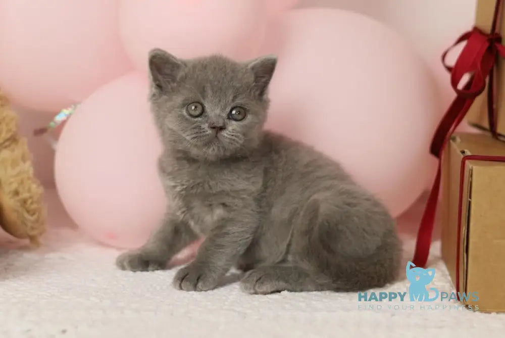 Romeo British Shorthair male blue live animals