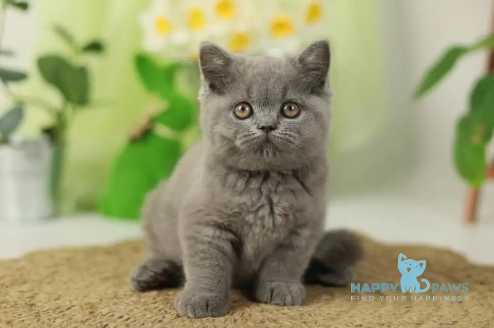 Romeo British Shorthair male blue live animals