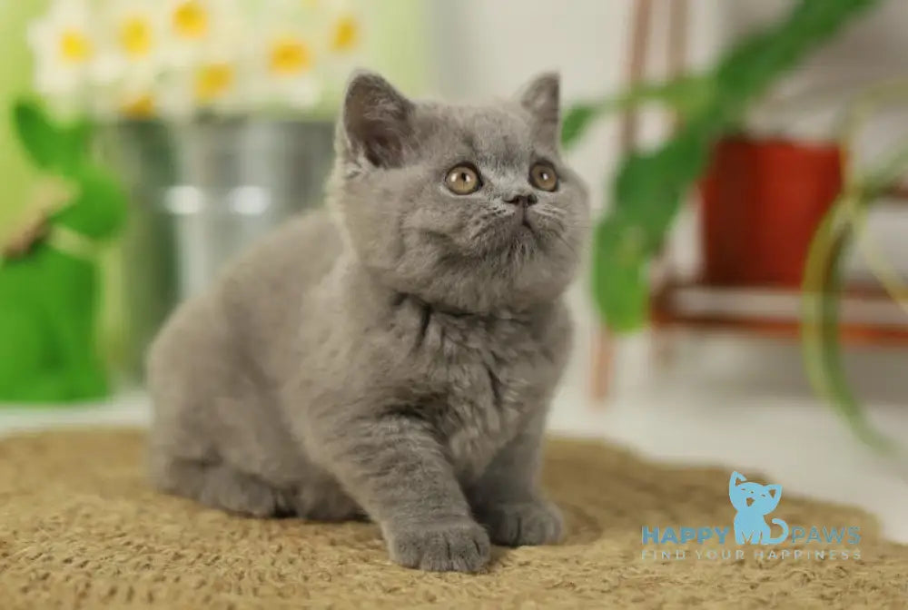 Romeo British Shorthair male blue live animals