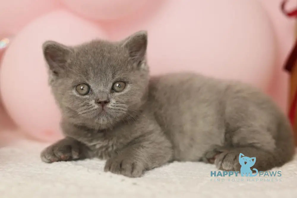 Romeo British Shorthair male blue live animals