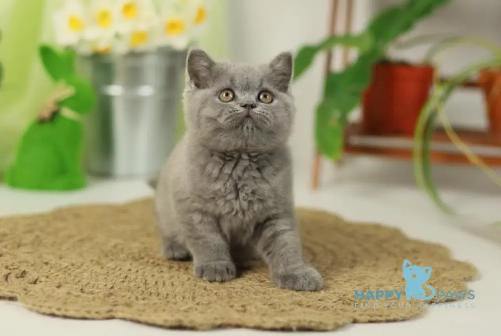 Romeo British Shorthair male blue live animals