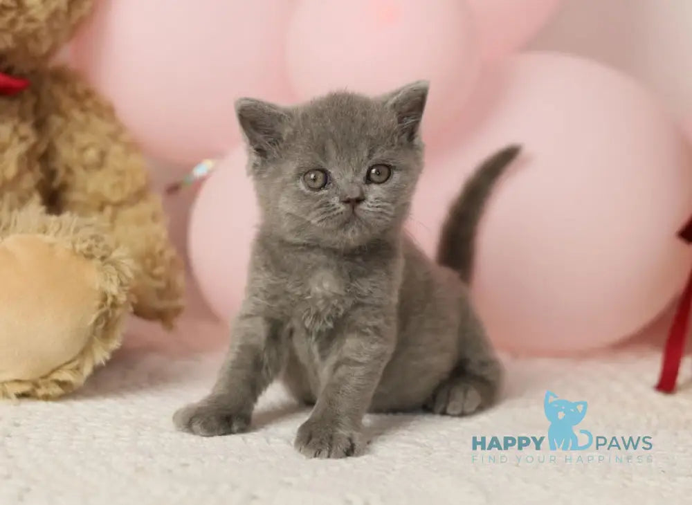 Romeo British Shorthair male blue live animals