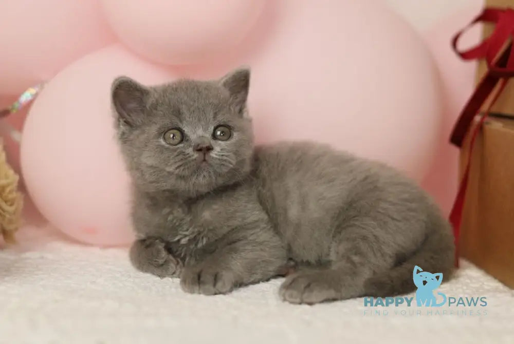 Romeo British Shorthair male blue live animals