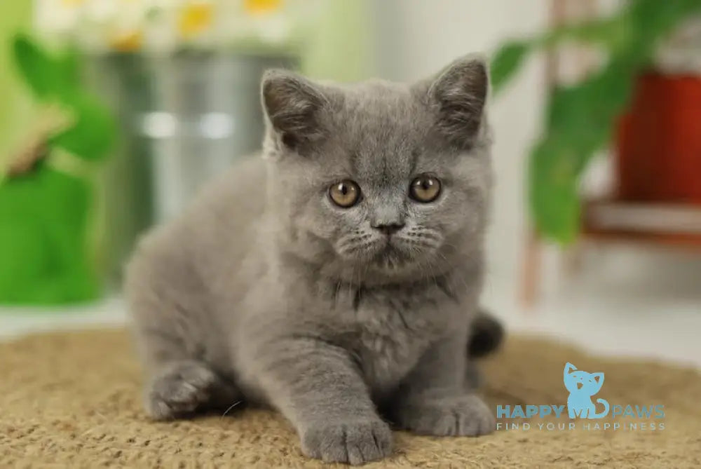 Romeo British Shorthair male blue live animals