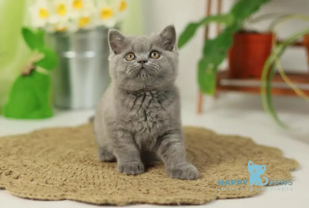 Romeo British Shorthair male blue live animals